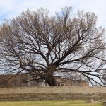 Before the bombing, the Survivor Tree stood in a parking lot next to the Federal Building. Despite the power of the blast, the tree survived. It was almost cut down to recover evidence, but the community fought for its survival. It stands today as a symbol of OKC’s spirit. Since the bombing seeds from it have been planted all over the world. Before the bombing, the Survivor Tree stood in a parking lot next to the Federal Building. Despite the power of the blast, the tree survived. It was almost cut down to recover evidence, but the community fought for its survival. It stands today as a symbol of OKC’s spirit. Since the bombing seeds from it have been planted all over the world.