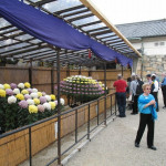 There was a chrysanthemum show at the castle.
