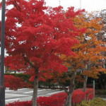 Maples & Gingkos at Kirin Brewery, the fall weather and autumn leaves were beautiful.