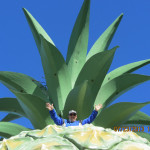 Ray K. was king of the pineapple at a roadside stand. Ray K. was king of the pineapple at a roadside stand.