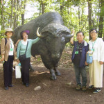 A bison at the NC Zoo