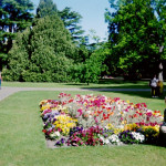 Ralph C. enjoys the flowers in Christchurch on the South Island.