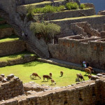 Llamas in Machu Picchu.
