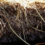 Reeds on floating island.